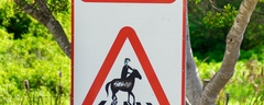 Die tierlieben Südafrikaner haben für Pferde sogar einen eigenen Zebrastreifen...